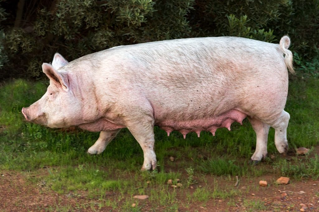 豚の画像